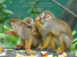 L’amour pour toutes les créatures
vivantes est la qualité la plus noble
            de l’homme.
           Charles Darwin
 