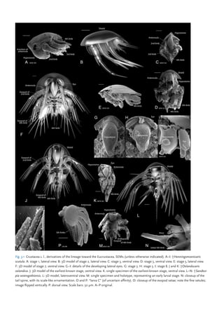 Atlas Of Crustacean Larvae Illustrated Joel W Martin Jrgen Olesen | PDF