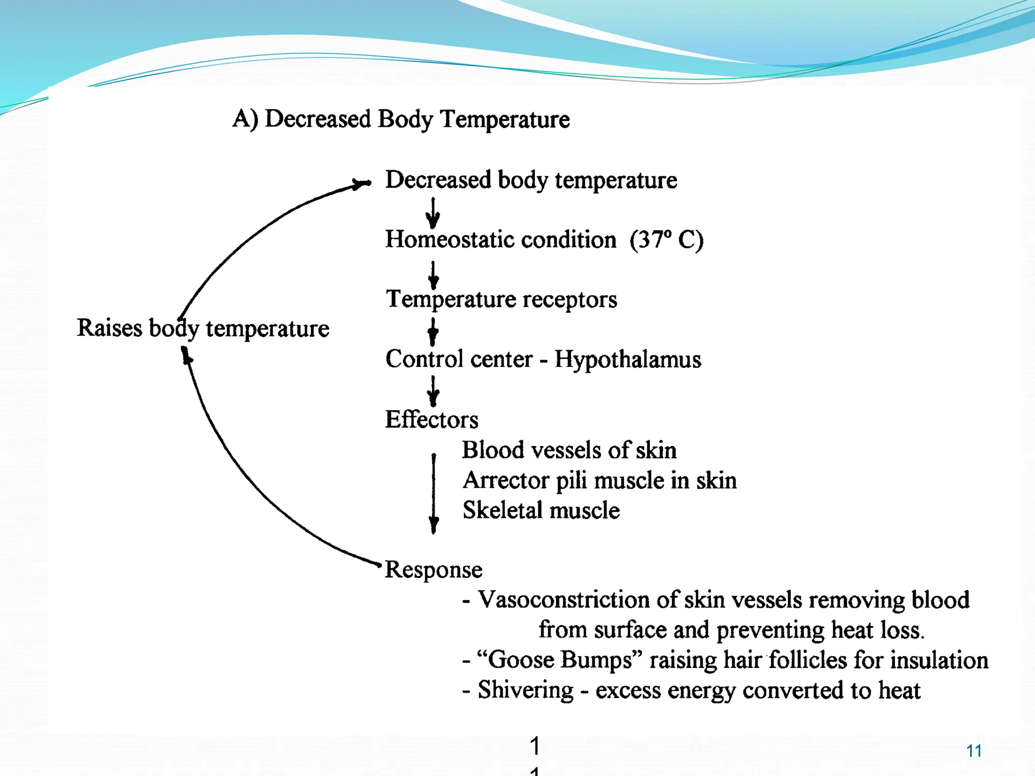1
Example of Negative Feedback
11
 