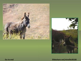 Slideshare.net/mireille30100 Esc to end