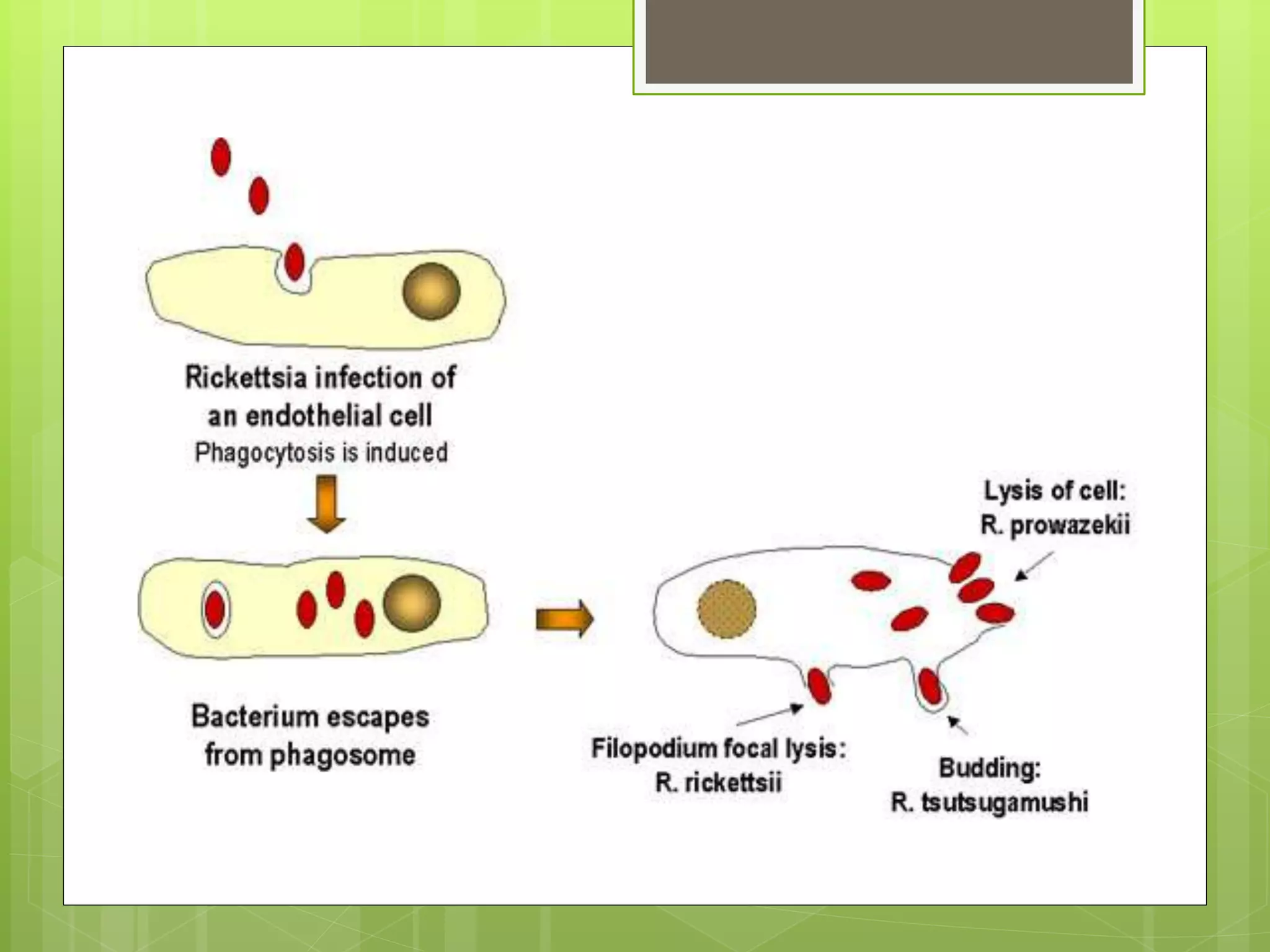 RICKETTSIA and SPIROCHETES | PPTX
