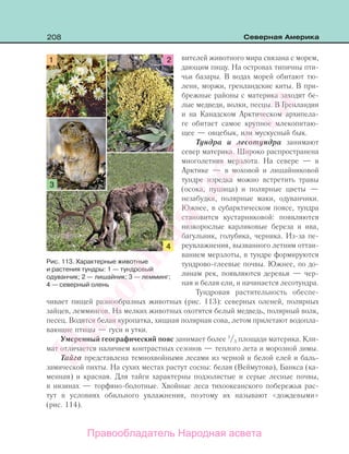 208 Северная Америка
вителей животного мира связана с морем,
дающим пищу. На островах типичны пти-
чьи базары. В водах морей обитают тю-
лени, моржи, гренландские киты. В при-
брежные районы с материка заходят бе-
лые медведи, волки, песцы. В Гренландии
и на Канадском Арктическом архипела-
ге обитает самое крупное млекопитаю-
щее — овцебык, или мускусный бык.
Тундра и лесотундра занимают
север материка. Широко распространена
многолетняя мерзлота. На севере — в
Арктике — в моховой и лишайниковой
тундре изредка можно встретить травы
(осока, пушица) и полярные цветы —
незабудки, полярные маки, одуванчики.
Южнее, в субарктическом поясе, тундра
становится кустарниковой: появляются
низкорослые карликовые береза и ива,
багульник, голубика, черника. Из-за пе-
реувлажнения, вызванного летним оттаи-
ванием мерзлоты, в тундре формируются
тундрово-глеевые почвы. Южнее, по до-
линам рек, появляются деревья — чер-
ная и белая ели, и начинается лесотундра.
Тундровая растительность обеспе-
чивает пищей разнообразных животных (рис. 113): северных оленей, полярных
зайцев, леммингов. На мелких животных охотятся белый медведь, полярный волк,
песец. Водятся белая куропатка, хищная полярная сова, летом прилетают водопла-
вающие птицы — гуси и утки.
Умеренный географический пояс занимает более 1
/3 площади материка. Кли-
мат отличается наличием контрастных сезонов — теплого лета и морозной зимы.
Тайга представлена темнохвойными лесами из черной и белой елей и баль-
замической пихты. На сухих местах растут сосны: белая (Веймутова), Банкса (ка-
менная) и красная. Для тайги характерны подзолистые и серые лесные почвы,
в низинах — торфяно-болотные. Хвойные леса тихоокеанского побережья рас-
тут в условиях обильного увлажнения, поэтому их называют «дождевыми»
(рис. 114).
Рис. 113. Характерные животные
и растения тундры: 1 — тундровый
одуванчик; 2 — лишайник; 3 — лемминг;
4 — северный олень
Правообладатель Народная асвета
Народная
асвета
 