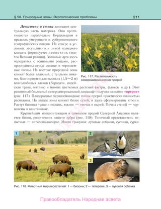 211
Лесостепи и степи занимают цен-
тральную часть материка. Они протя-
гиваются параллельно Кордильерам в
пределах умеренного и субтропического
географических поясов. На севере в ус-
ловиях засушливого и зимой холодного
климата формируется лесостепь (вос-
ток Великих равнин). Злаковые луга здесь
чередуются с осиновыми рощами, рас-
пространены серые лесные и чернозем-
ные почвы. На востоке природной зоны
климат более влажный, с теплыми зима-
ми, благоприятен для высоких (1,5—2 м)
влаголюбивых злаков (бородачи, индей-
ская трава, мятлик) и многих цветковых растений (астры, флоксы и др.). Этот
равнинный безлесный североамериканский ландшафт получил название «прерия»
(рис. 117). Плодородные черноземовидные почвы прерий практически полностью
распаханы. На западе зоны климат более сухой, и здесь сформированы степи.
Растут бизонья трава и полынь, южнее — типчак и пырей. Почвы степей — чер-
ноземы и каштановые.
Крупнейшим млекопитающим и символом прерий Северной Америки явля-
ется бизон, родственник нашего зубра (рис. 118). Типичный представитель ко-
пытных — антилопа-вилорог. Много грызунов: луговые собачки, суслики, сурки.
Рис. 117. Растительность
североамериканских прерий
§ 58. Природные зоны. Экологические проблемы
Рис. 118. Животный мир лесостепей: 1 — бизоны; 2 — тетерева; 3 — луговая собачка
Правообладатель Народная асвета
Народная
асвета
 