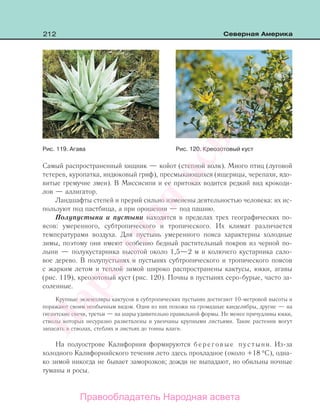 212 Северная Америка
Самый распространенный хищник — койот (степной волк). Много птиц (луговой
тетерев, куропатка, индюковый гриф), пресмыкающихся (ящерицы, черепахи, ядо-
витые гремучие змеи). В Миссисипи и ее притоках водится редкий вид крокоди-
лов — аллигатор.
Ландшафты степей и прерий сильно изменены деятельностью человека: их ис-
пользуют под пастбища, а при орошении — под пашню.
Полупустыни и пустыни находятся в пределах трех географических по-
ясов: умеренного, субтропического и тропического. Их климат различается
температурами воздуха. Для пустынь умеренного пояса характерны холодные
зимы, поэтому они имеют особенно бедный растительный покров из черной по-
лыни — полукустарника высотой около 1,5—2 м и колючего кустарника сало-
вое дерево. В полупустынях и пустынях субтропического и тропического поясов
с жарким летом и теплой зимой широко распространены кактусы, юкки, агавы
(рис. 119), креозотовый куст (рис. 120). Почвы в пустынях серо-бурые, часто за-
соленные.
Крупные экземпляры кактусов в субтропических пустынях достигают 10-метровой высоты и
поражают своим необычным видом. Одни из них похожи на громадные канделябры, другие — на
гигантские свечи, третьи — на шары удивительно правильной формы. Не менее причудливы юкки,
стволы которых несуразно разветвлены и увенчаны крупными листьями. Такие растения могут
запасать в стволах, стеблях и листьях до тонны влаги.
На полуострове Калифорния формируются береговые пустыни. Из-за
холодного Калифорнийского течения лето здесь прохладное (около +18 °С), одна-
ко зимой никогда не бывает заморозков; дожди не выпадают, но обильны ночные
туманы и росы.
Рис. 119. Агава Рис. 120. Креозотовый куст
Правообладатель Народная асвета
Народная
асвета
 