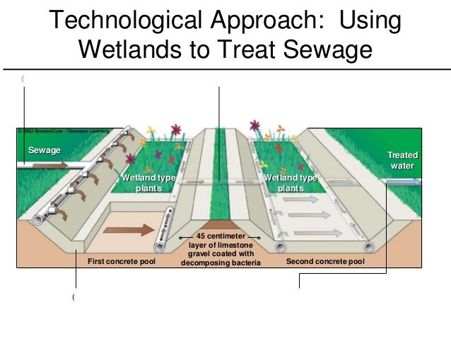 Technological Approach: Using
Wetlands to Treat Sewage
(
(
45 centimeter
layer of limestone
gravel coated with
decomposing bacteria
First concrete pool Second concrete pool
Sewage
Wetland type
plants
Wetland type
plants
Treated
water
 