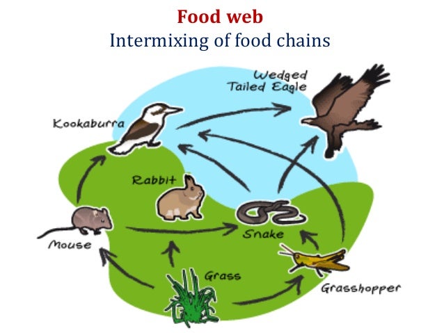 Kookaburra Food Chain Kookaburra Food Chain