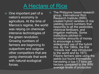 A Hectare of Rice


One important part of a
nation‟s economy is
agriculture. At the time of
Marcos‟s regime, the world
was relying on chemicalintensive technologies of
the green revolution.
Growing numbers of
farmers are beginning to
outperform and outgrow
other competitors that are
using chemicals that work
with natural ecological
forces.



The Philippine based research
group, International Rich
Research Institute (IRRI),
created hybrid varieties of rice
yielding record numbers that
responds to all the pesticides,
chemical fertilizers, and
irrigation methods. Some
institutions pitched in
incredible amounts of money
to encourage a more
widespread use of the hybrid
rice. By the 1960s, the first
“miracle rice” was introduced
to the world and by 1973,
Filipino farmers were using the
seeds but found themselves
harvesting a low 1.7 tons per
hectare compared to the IRRI
average levels of production

 