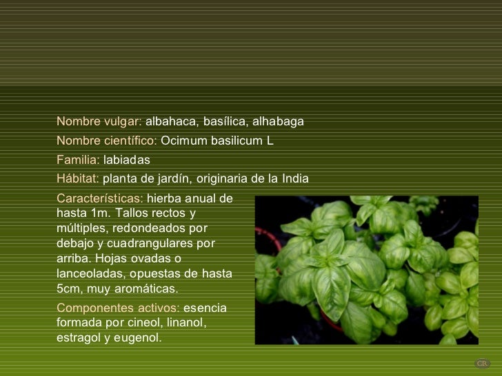 Albahaca (por: carlitosrangel)