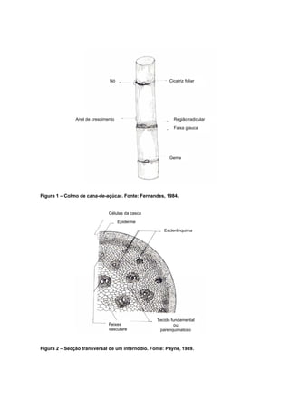 Figura 1 – Colmo de cana-de-açúcar. Fonte: Fernandes, 1984.
Figura 2 – Secção transversal de um internódio. Fonte: Payne, 1989.
Cicatriz foliar
Faixa glauca
Gema
Região radicular
Nó
Anel de crescimento
Esclerênquima
Tecido fundamental
ou
parenquimatoso
Feixes
vasculare
Epiderme
Células da casca
 