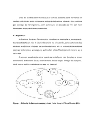 O fato das leveduras serem maiores que as bactérias, apresenta grande importância em
destilaria, visto que em alguns processos de reutilização de leveduras, utiliza-se a força centrífuga
para separação de microorganismos. Assim, as leveduras são separadas do vinho com maior
facilidade em relação às bactérias contaminantes.
4.3. Reprodução
As leveduras do gênero Saccharomyces reproduzem-se assexuada ou sexuadamente.
Quando se trabalha com meio de cultura relativamente rico em nutrientes, como nas fermentações
industriais, a reprodução é realizada por processo assexuado, isto é, a multiplicação das leveduras
ocorre por brotamento ou gemulação, do qual resultam células-filhas inicialmente menores que a
célula-mãe.
O processo sexuado pode ocorrer quando as condições do meio de cultivo se tornam
extremamente desfavoráveis ao seu desenvolvimento. Ela se faz pela formação de ascósporos,
isto é, esporos contidos no interior de uma asca, por via sexual.
Figura 4 – Ciclo vital da Saccharomyces cerevisiae. Fonte: Venturini Filho e Mendes, 2003.
 