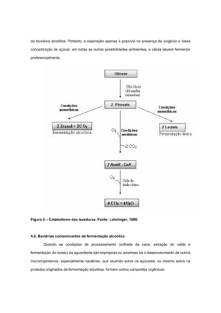 da levedura alcoólica. Portanto, a respiração apenas é possível na presença de oxigênio e baixa
concentração de açúcar; em todas as outras possibilidades ambientais, a célula deverá fermentar
preferencialmente.
Figura 5 – Catabolismo das leveduras. Fonte: Lehninger, 1988.
4.6. Bactérias contaminantes da fermentação alcoólica
Quando as condições de processamento (colheita da cana, extração do caldo e
fermentação do mosto) da aguardente são impróprias ou anormais há o desenvolvimento de outros
microorganismos, especialmente bactérias, que atuando sobre os açúcares, ou mesmo sobre os
produtos originados da fermentação alcoólica, formam outros compostos orgânicos.
 