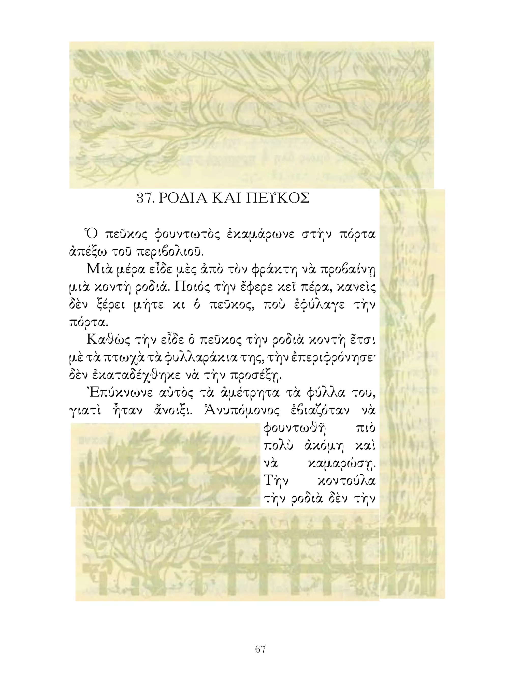 7. ΡΟΔΙΑ ΚΑΙ ΠΕΥΚΟΣ

   Ὁ πεῦκος φουντωτὸς ἐκαμάρωνε στὴν πόρτα
ἀπέξω τοῦ περιβολιοῦ.
   Μιὰ μέρα εἶδε μὲς ἀπὸ τὸν φράκτη νὰ προβαίνῃ
μιὰ κοντὴ ροδιά. Ποιός τὴν ἔφερε κεῖ πέρα, κανεὶς
δὲν ξέρει μήτε κι ὁ πεῦκος, ποὺ ἐφύλαγε τὴν
πόρτα.
   Καθὼς τὴν εἶδε ὁ πεῦκος τὴν ροδιὰ κοντὴ ἔτσι
μὲ τὰ πτωχὰ τὰ φυλλαράκια της, τὴν ἐπεριφρόνησε·
δὲν ἐκαταδέχθηκε νὰ τὴν προσέξῃ.
   ᾽Επύκνωνε αὐτὸς τὰ ἀμέτρητα τὰ φύλλα του,
γιατὶ ἦταν ἄνοιξι. Ἀνυπόμονος ἐβιαζόταν νὰ
                               φουντωθῆ      πιὸ
                               πολὺ ἀκόμη καὶ
                               νὰ     καμαρώσῃ.
                               Τὴν     κοντούλα
                               τὴν ροδιὰ δὲν τὴν




                             6
 