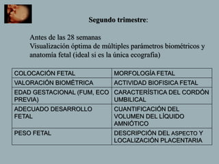 Segundo trimestre:
Antes de las 28 semanas
Visualización óptima de múltiples parámetros biométricos y
anatomía fetal (ideal si es la única ecografia)
COLOCACIÓN FETAL MORFOLOGÍA FETAL
VALORACIÓN BIOMÉTRICA ACTIVIDAD BIOFISICA FETAL
EDAD GESTACIONAL (FUM, ECO
PREVIA)
CARACTERÍSTICA DEL CORDÓN
UMBILICAL
ADECUADO DESARROLLO
FETAL
CUANTIFICACIÓN DEL
VOLUMEN DEL LÍQUIDO
AMNIÓTICO
PESO FETAL DESCRIPCIÓN DEL ASPECTO Y
LOCALIZACIÓN PLACENTARIA
 