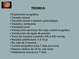 TECNICA:
Exploración ecográfica
Vaciado vesical
Decúbito dorsal o posición ginecológica
Asepsia y antisepsia
Anestesia local
Introducción del trocar fino bajo control ecográfico
Introducción de aguja de punción
Toma de muestra a presión 400 á 600 mmHg.
Muestra satisfactoria: 5 á 10 gr
No más de 3 intentos
Control ecográfico a los 7 días pos toma
Reposo relativo de 24 hs. pos toma
Abstinencia sexual por 7 días
 