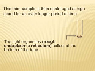 This third sample is then centrifuged at high
speed for an even longer period of time.

The light organelles (rough
endoplasmic reticulum) collect at the
bottom of the tube.

 