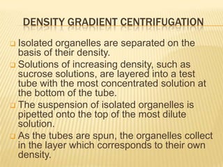 DENSITY GRADIENT CENTRIFUGATION
Isolated organelles are separated on the
basis of their density.
 Solutions of increasing density, such as
sucrose solutions, are layered into a test
tube with the most concentrated solution at
the bottom of the tube.
 The suspension of isolated organelles is
pipetted onto the top of the most dilute
solution.
 As the tubes are spun, the organelles collect
in the layer which corresponds to their own
density.


 