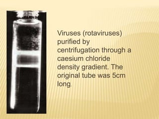 Viruses (rotaviruses)
purified by
centrifugation through a
caesium chloride
density gradient. The
original tube was 5cm
long.

 