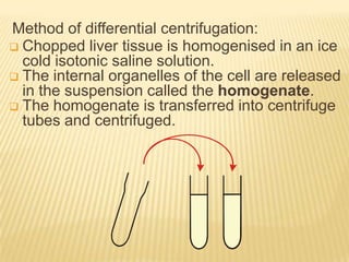 Method of differential centrifugation:
 Chopped liver tissue is homogenised in an ice
cold isotonic saline solution.
 The internal organelles of the cell are released
in the suspension called the homogenate.
 The homogenate is transferred into centrifuge
tubes and centrifuged.

 