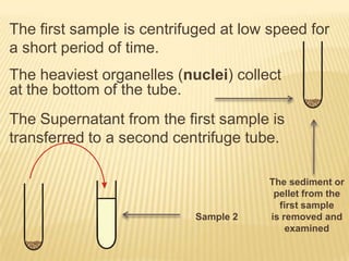 The first sample is centrifuged at low speed for
a short period of time.
The heaviest organelles (nuclei) collect
at the bottom of the tube.
The Supernatant from the first sample is
transferred to a second centrifuge tube.

Sample 2

The sediment or
pellet from the
first sample
is removed and
examined

 