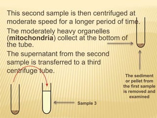 This second sample is then centrifuged at
moderate speed for a longer period of time.
The moderately heavy organelles
(mitochondria) collect at the bottom of
the tube.
The supernatant from the second
sample is transferred to a third
centrifuge tube.

The sediment
or pellet from
the first sample
is removed and
examined

Sample 3

 