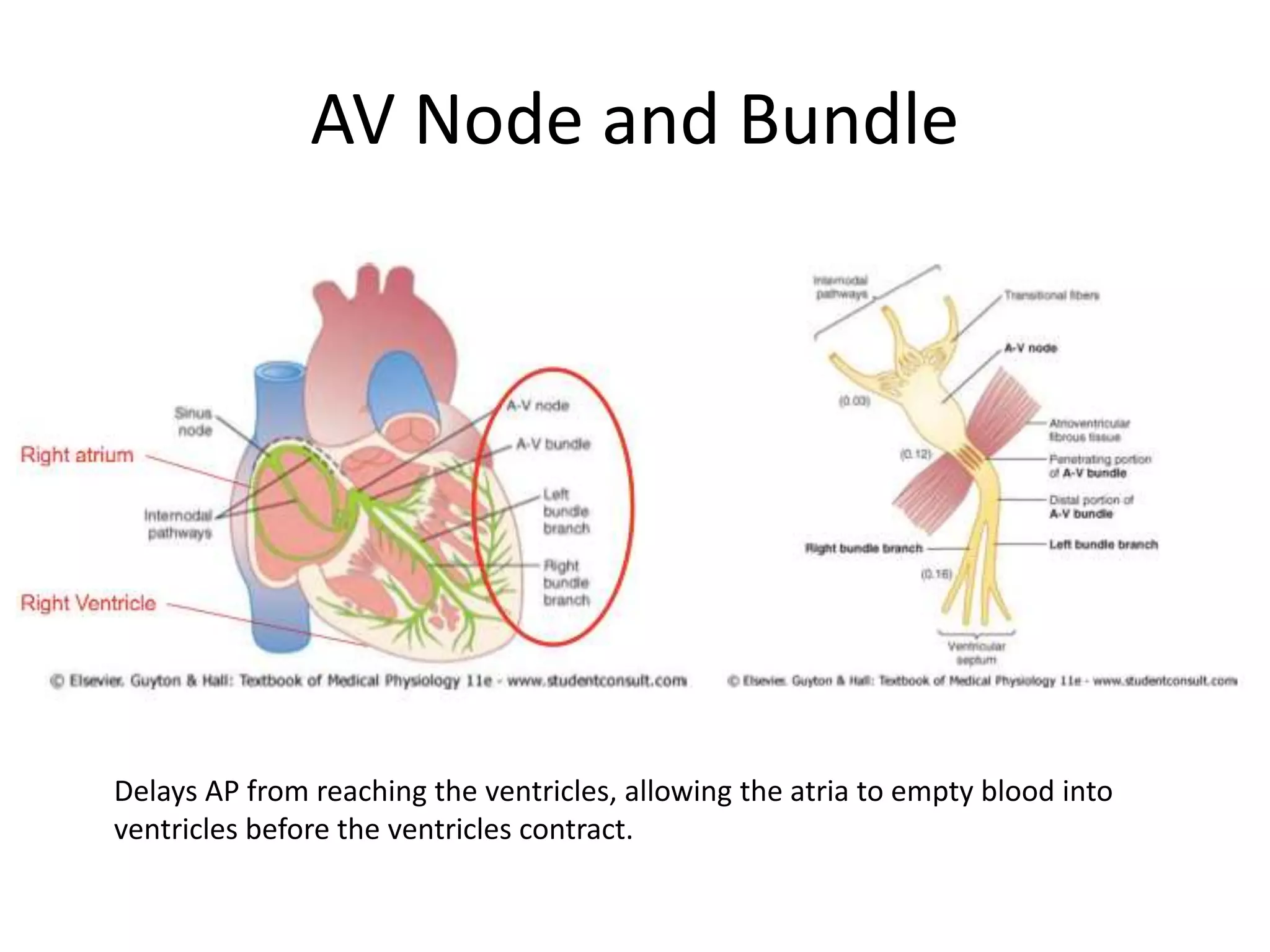 Electrical Activity of the Heart | PPTX