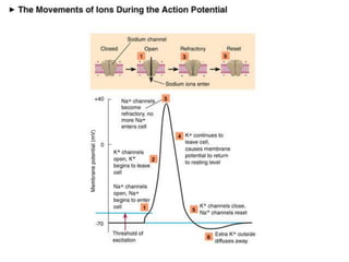 Electrical Activity of the Heart | PPTX
