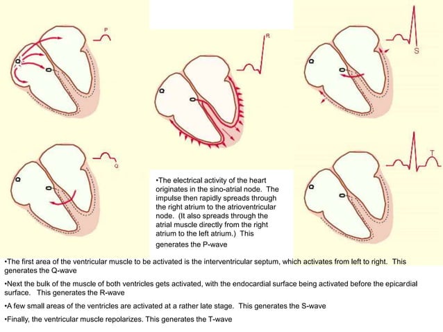 Electrical Activity of the Heart | PPTX