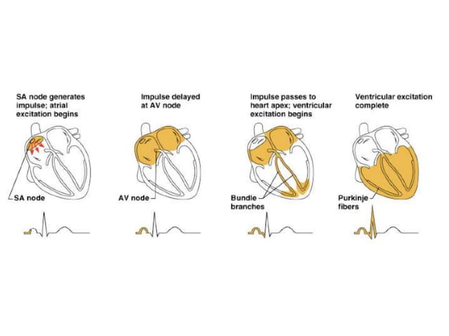 Electrical Activity of the Heart | PPTX