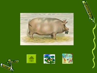 Animals in the Community