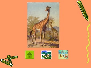 Animals in the Community