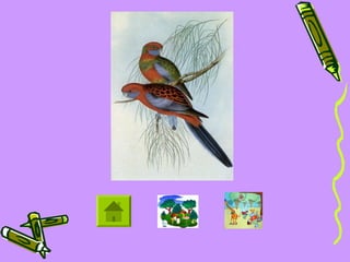 Animals in the Community