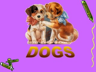 Animals in the Community