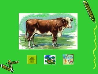 Animals in the Community