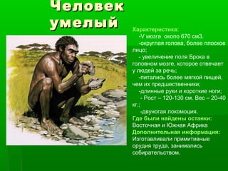 ЧеловекЧеловек
умелыйумелый Характеристика:
-V мозга около 670 см3.
-округлая голова, более плоское
лицо;
- увеличение поля Брока в
головном мозге, которое отвечает
у людей за речь;
-питались более мягкой пищей,
чем их предшественники;
-длинные руки и короткие ноги;
- Рост – 120-130 см. Вес – 20-40
кг.;
-двуногая локомоция.
Где были найдены останки:
Восточная и Южная Африка
Дополнительная информация:
Изготавливали примитивные
орудия труда, занимались
собирательством.
 