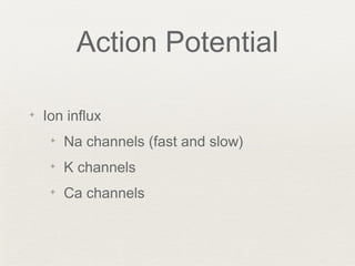 Action Potential
✦ Ion influx
✦ Na channels (fast and slow)
✦ K channels
✦ Ca channels
 