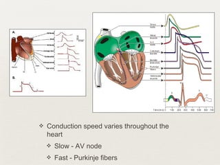❖ Conduction speed varies throughout the
heart
❖ Slow - AV node
❖ Fast - Purkinje fibers
 