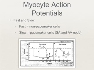 Myocyte Action
Potentials
✦ Fast and Slow
✦ Fast = non-pacemaker cells
✦ Slow = pacemaker cells (SA and AV node)
 