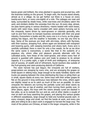 leaves green and brilliant, the vines planted in squares and pruned low, with
the branches trailing on the ground. To begin with, the houses stand closely,
almost as in a village. As we get farther out there is a house on every
twenty-acre farm, or every one-eighth of a mile. The cottages are neat and
tasty, surrounded by shade trees, while rose-trees and shrubbery adorn the
yard, and climbers shelter the verandas from the sun. At every step, almost,
we pass teams going in various directions,—teams loaded with raisin boxes,
teams with raisin trays, teams crowded with raisin pickers hurrying out to
the vineyards, teams driven by raisin-growers or colonists generally, who
rush to and from town to transact business connected with their one great
industry. Everywhere is bustle and life; every one is in a hurry, as the grape-
picking has begun, and the weather is favorable; no one has any time to
lose. Some of the avenues are lined with elm-trees, others with fig-trees,
with their luscious, drooping fruit, others again are bordered with evergreen
and towering gums, with weeping branches and silvery bark. Every acre is
carefully cultivated; there is room for only a few weeds. As far as we drive
the same scene is everywhere, a scene like that in the outskirts of a
populous city, where villas and pleasure grounds alternate with the
cultivated acres, here those of the raisin-grower, and where every foot of
ground is guarded with zealous care and made to produce to its utmost
capacity. It is a pretty sight, a sight of thrift and intelligence, of enterprise
and of success, of wealth and of refinement, found nowhere else outside of
the fruit-growing and raisin-producing districts of California.
The raisin harvest has just begun; the vineyards are full of workers,
grape-pickers are stooping by every vine, and are arranging the grapes on
small square or oblong trays, large enough to be easily handled; teams with
trucks are passing between the vines distributing the trays or piling them up
in small, square stacks at every row. Some trays with their amber grapes lie
flat on the ground in long continuous rows between the vines, others again
are slightly raised so as to catch as much of the sun as possible. In some
vineyards the laborers are turning the partially cured and dried raisins by
placing one tray on top of another, and then turning them quickly over. In
other places, again, the trays with the raisins already cured are stacked in
low piles, so as to exclude the sun and air, and at other stacks a couple of
men at each are busy assorting the grapes, and placing the various grades
in different sweatboxes, large enough to hold one hundred pounds each. In
every vineyard, large and small, we find the hands at work, and every one
able and willing to do a day’s work is engaged to harvest the large crop. The
most of the pickers are Chinese, at least in the larger vineyards, while in the
 