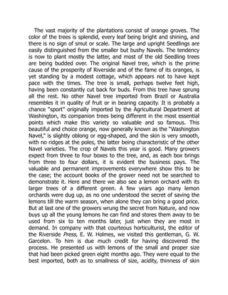 The vast majority of the plantations consist of orange groves. The
color of the trees is splendid, every leaf being bright and shining, and
there is no sign of smut or scale. The large and upright Seedlings are
easily distinguished from the smaller but bushy Navels. The tendency
is now to plant mostly the latter, and most of the old Seedling trees
are being budded over. The original Navel tree, which is the prime
cause of the prosperity of Riverside and of the fame of its oranges, is
yet standing by a modest cottage, which appears not to have kept
pace with the times. The tree is small, perhaps twelve feet high,
having been constantly cut back for buds. From this tree have sprung
all the rest. No other Navel tree imported from Brazil or Australia
resembles it in quality of fruit or in bearing capacity. It is probably a
chance “sport” originally imported by the Agricultural Department at
Washington, its companion trees being different in the most essential
points which make this variety so valuable and so famous. This
beautiful and choice orange, now generally known as the “Washington
Navel,” is slightly oblong or egg-shaped, and the skin is very smooth,
with no ridges at the poles, the latter being characteristic of the other
Navel varieties. The crop of Navels this year is good. Many growers
expect from three to four boxes to the tree, and, as each box brings
from three to four dollars, it is evident the business pays. The
valuable and permanent improvements everywhere show this to be
the case; the account books of the grower need not be searched to
demonstrate it. Here and there we also see a lemon orchard with its
larger trees of a different green. A few years ago many lemon
orchards were dug up, as no one understood the secret of saving the
lemons till the warm season, when alone they can bring a good price.
But at last one of the growers wrung the secret from Nature, and now
buys up all the young lemons he can find and stores them away to be
used from six to ten months later, just when they are most in
demand. In company with that courteous horticulturist, the editor of
the Riverside Press, E. W. Holmes, we visited this gentleman, G. W.
Garcelon. To him is due much credit for having discovered the
process. He presented us with lemons of the small and proper size
that had been picked green eight months ago. They were equal to the
best imported, both as to smallness of size, acidity, thinness of skin
 