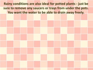 Rainy conditions are also ideal for potted plants - just be
sure to remove any saucers or trays from under the pots.
   You want the water to be able to drain away freely.
 
