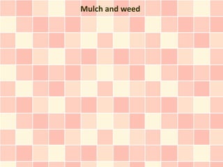 Mulch and weed
 
