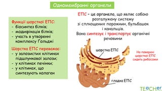 Одномембранні органели
На поверхні
шорсткої ЕПС
сидять рибосоми
ЕПС – це органела, що являє собою
розгалужену систему
зі сплющених порожнин, бульбашок
і канальців.
Вона синтезує і транспортує органічні
речовини
Функції шорсткої ЕПС:
- біосинтез білків;
- модифікація білків;
- участь в утворенні
комплексу Ґольджі
Шорстка ЕПС переважає:
- у залозистих клітинах
підшлункової залози;
- у клітинах печінки;
- у клітинах, що
синтезують колаген
 
