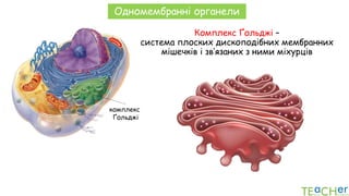 Комплекс Ґольджі –
система плоских дископодібних мембранних
мішечків і зв’язаних з ними міхурців
комплекс
Ґольджі
Одномембранні органели
 