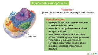 лізосоми
Одномембранні органели
Лізосоми –
органели, що мають вигляд округлих тілець
Функції лізосом:
- аутофагія – розщеплення власних
компонентів клітини;
- автоліз – саморуйнування клітин
чи груп клітин;
- виділення ферментів з клітини;
- розщеплення чужорідних речовин;
- травлення у одноклітинних
з утворенням травних вакуолей;
- виведення неперетравлених
решток
 