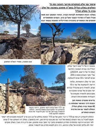 ‫אלון‬ ‫עצי‬ ‫שימור‬
(
‫במקורם‬
‫מהיער‬
‫כל‬ ‫כמו‬ ‫הטבעי‬
‫הגליל‬ ‫באלון‬ ‫האלונים‬
)
‫בשצ‬
"
‫פ‬
‫שלב‬ ‫של‬ ‫בשכונה‬ ‫מתוכנן‬
‫ח‬ ‫בניה‬
'
‫הגליל‬ ‫באלון‬
‫לקראת‬ ‫התשתיות‬ ‫הכנת‬ ‫בשלבי‬
‫הבניה‬
.
‫תוואי‬ ‫הוא‬ ‫המונמך‬ ‫האזור‬
‫השצ‬ ‫שביל‬
"
‫ביוב‬ ‫קו‬ ‫מעל‬ ‫העובר‬ ‫המרכזי‬ ‫פ‬
.
‫הממוספרים‬ ‫העצים‬
‫הבא‬ ‫בעמוד‬ ‫המוצגת‬ ‫האדריכלית‬ ‫בתוכנית‬ ‫המספרים‬ ‫את‬ ‫תואמים‬
115
140
115
119
116
‫ממערב‬ ‫מבט‬
,
‫השצ‬ ‫ממורד‬
"
‫המתוכנן‬ ‫פ‬
‫מבט‬
‫ממזרח‬
119
‫ה‬ ‫של‬ ‫זו‬ ‫בגבעה‬
"
‫הישן‬ ‫ישוב‬
"
‫באלון‬
‫החדשה‬ ‫השכונה‬ ‫נבנית‬ ‫בה‬ ‫הגליל‬
(
‫ח‬ ‫שלב‬
'
‫היישוב‬ ‫של‬
,
2023/4
)
,
‫עפ‬
"
‫העצים‬ ‫סקר‬ ‫י‬
‫כ‬ ‫סומנו‬
-
200
‫ו‬ ‫לשימור‬ ‫עצים‬
-
33
‫להעתקה‬ ‫עצים‬
.
‫התשתיות‬ ‫שלב‬ ‫כדי‬ ‫תוך‬
,
‫עלתה‬
‫כ‬ ‫עוד‬ ‫של‬ ‫להעתקות‬ ‫דרישה‬
-
15
‫עצים‬
,
‫גבהים‬ ‫שהבדלי‬ ‫כיוון‬ ‫לכאורה‬
‫המוגבהים‬ ‫עצים‬ ‫של‬ ‫מצבים‬ ‫יצרו‬
‫על‬ ‫מקשים‬ ‫ולכאורה‬ ‫מסביבתם‬
‫העצים‬ ‫את‬ ‫ומסכנים‬ ‫העבודות‬
.
‫תוך‬ ‫בשטח‬ ‫שנערכו‬ ‫בדיונים‬
‫ב‬ ‫שפותחו‬ ‫השימור‬ ‫דרכי‬ ‫הצגת‬
-
42
‫הגליל‬ ‫באלון‬ ‫בניה‬ ‫שנות‬
,
‫מרבית‬ ‫את‬ ‫גם‬ ‫לשמר‬ ‫הוחלט‬
‫הנותרים‬ ‫העצים‬
.
‫היער‬ ‫המשך‬
‫ברקע‬
‫עץ‬ ‫את‬ ‫רק‬ ‫להעתיק‬ ‫הוחלט‬
119
‫עץ‬ ‫של‬ ‫המגן‬ ‫קיר‬ ‫כי‬
115
‫יישאר‬ ‫ולא‬ ‫מאבנים‬ ‫להבנות‬ ‫צריך‬ ‫ביוב‬ ‫קו‬ ‫על‬ ‫בחלקו‬ ‫המונח‬
‫שני‬ ‫בין‬ ‫לשביל‬ ‫מקום‬
‫העצים‬
(
‫מגן‬ ‫קירות‬ ‫נבנו‬ ‫כאן‬ ‫גם‬ ‫דבר‬ ‫של‬ ‫בסופו‬
,
‫בהמשך‬ ‫ראו‬
.)
‫הועתקו‬ ‫זה‬ ‫בשלב‬
‫עוד‬
3
‫עצים‬
‫מתוכנן‬ ‫גבוה‬ ‫תמך‬ ‫קיר‬ ‫בתוך‬ ‫הנמצאים‬ ‫המדרון‬ ‫בתחתית‬ ‫ההיקפי‬ ‫הכביש‬ ‫לצד‬
.
‫מוקדם‬ ‫בשלב‬ ‫נערך‬ ‫היה‬ ‫הדיון‬ ‫אם‬
‫הביצוע‬ ‫שלב‬ ‫של‬ ‫זמנים‬ ‫בלחץ‬ ‫ולא‬ ‫יותר‬
,
‫אותם‬ ‫להשאיר‬ ‫גם‬ ‫פתרון‬ ‫למצוא‬ ‫ניתן‬ ‫היה‬
.
‫עץ‬
173
‫מתוכנן‬ ‫היקפי‬ ‫כביש‬ ‫מעל‬
.
‫בקשה‬ ‫הייתה‬
‫אשפה‬ ‫פינת‬ ‫למקם‬ ‫כדי‬ ‫להעתיקו‬

‫מיחזור‬
.
‫הוחלט‬
‫פינת‬ ‫את‬ ‫ולהעביר‬ ‫מגן‬ ‫קיר‬ ‫של‬ ‫דיפון‬ ‫עם‬ ‫להשאירו‬
‫אחר‬ ‫למיקום‬ ‫האשפה‬
 