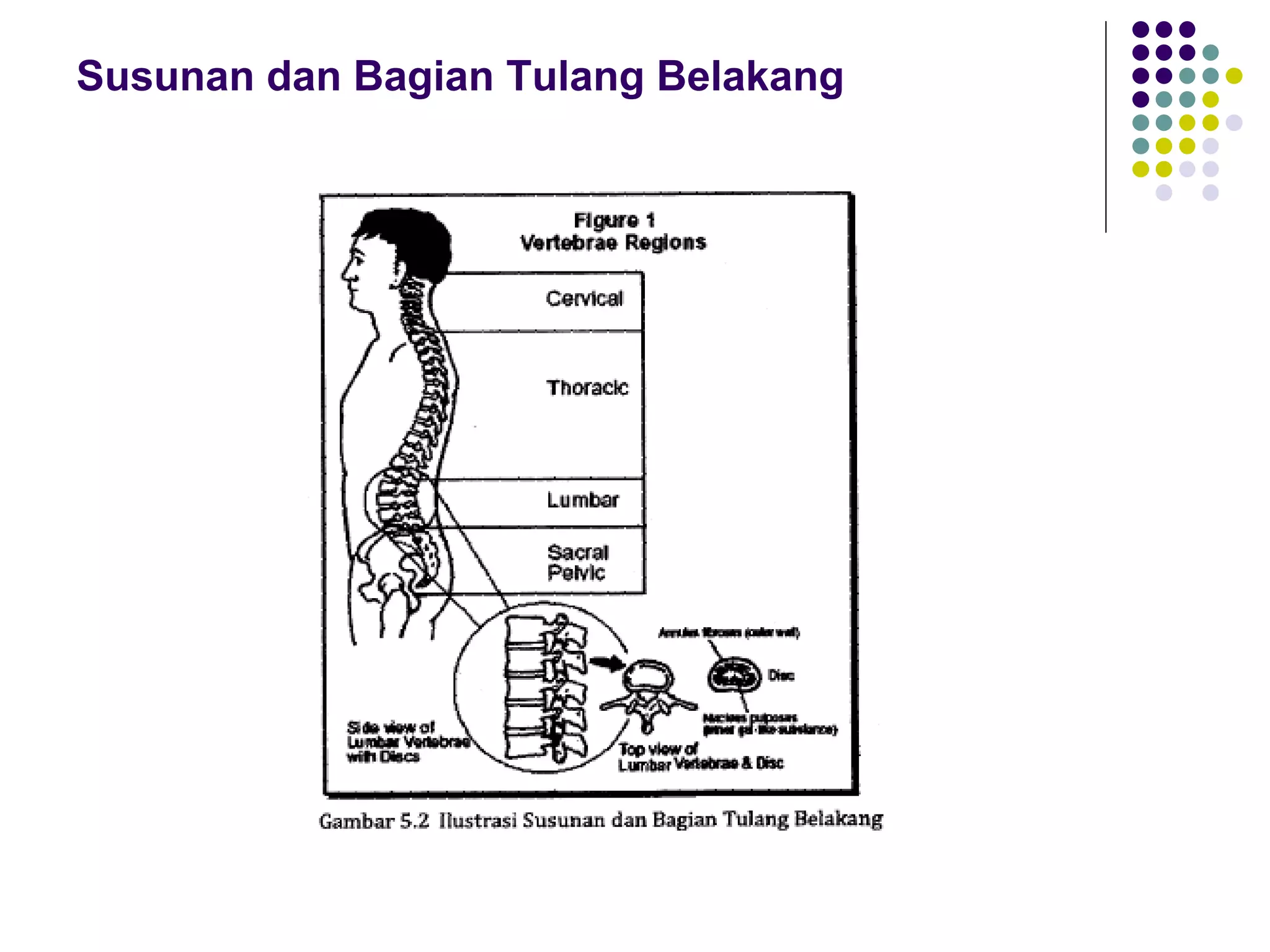 Susunan dan Bagian Tulang Belakang
 