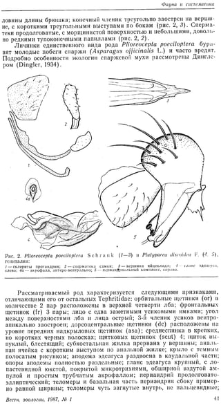 Korneyev V. A. 1987. Asparagus fly and its position in the system of the family Tephritidae (Diptera).
