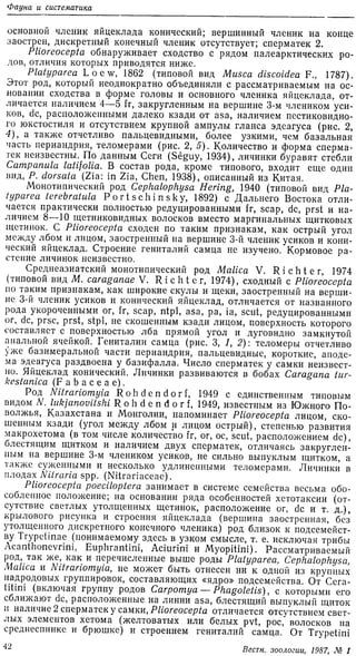 Korneyev V. A. 1987. Asparagus fly and its position in the system of the family Tephritidae (Diptera).