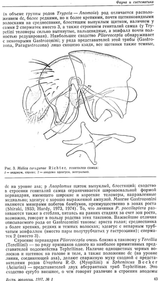 Korneyev V. A. 1987. Asparagus fly and its position in the system of the family Tephritidae (Diptera).