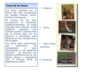 Fauna de los llanos Las llanos ubicados casi al centro del país, comprenden los estados Guárico, Apure, Barinas y Portuguesa. El turismo de los llano venezolanos se desarrolla, fundamentalmente, en hatos ubicados llano adentro, donde preparan paquetes que incluyen paseos a primera hora de la mañana para ver los garceros y excursiones para observar la rica y variada fauna de la región. Los llanos están conformados por sedimentos no consolidados o poco consolidados y por depósitos aluviales.  Las planicies van desde la confluencia de los ríos Apure, Arauca y Capanaparo con el Orinoco hasta el piedemonte andino. Chiguires Garzas Jaguar o tigre  americano 4 . Cocodrilos 